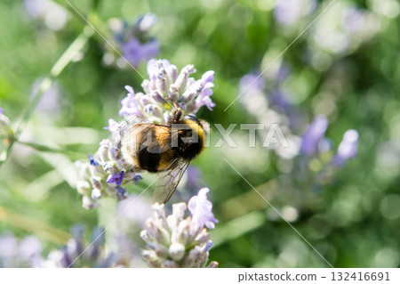 A British bumblebee sits on lavender in the bright sunlight and collects nectar. 132416691