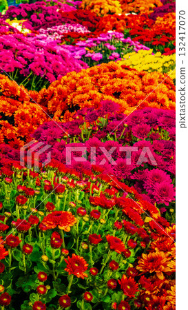 red, yellow, orange flowers 132417070