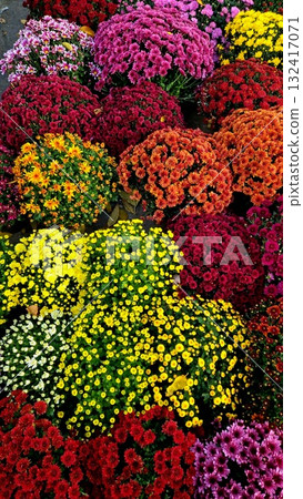 red, yellow, orange flowers 132417071