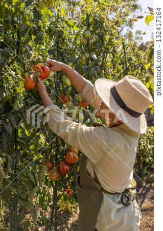 Farmer in a straw hat picking mature tomatoes 132417164