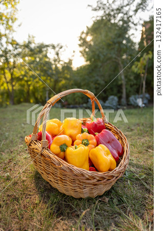 Organic sweet red and yellow  peppers 132417165