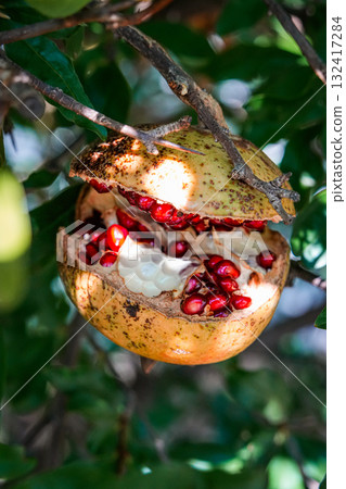 Close-up of a ripe pomegranate hanging on a tree branch with cracked skin, revealing the juicy seeds inside. Perfect for nature, fruits, culinary, healthy lifestyle, Mediterranean gardening, and food Close-up of a ripe pomegranate hanging on a tree branch with cracked skin, revealing the juicy seeds inside. Perfect for nature, fruits, culinary, healthy lifestyle, Mediterranean gardening, and food 132417284