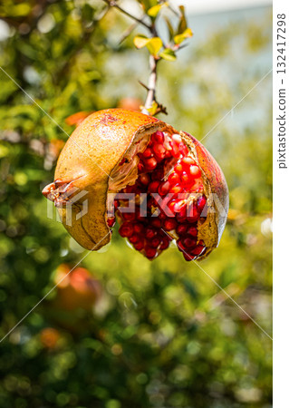 Close-up of a fully cracked ripe pomegranate hanging on a tree branch, revealing abundant juicy seeds inside. Ideal for food photography, nature, Mediterranean fruits, healthy lifestyle, and culinary 132417298