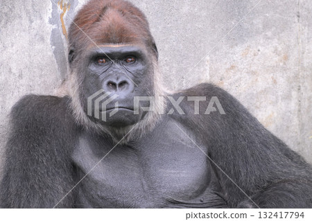 A gorilla flares its nostrils and signals with its eyes that it will see you again 132417794