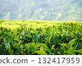 Lush Tea Plantation Leaves with Blurry Background 132417959