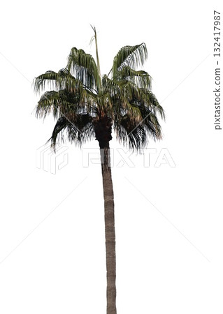 Tall palm tree with green fronds isolated 132417987
