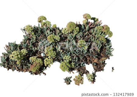 Rock samphire plant crithmum maritimum on white background Rock samphire plant crithmum maritimum on white background 132417989