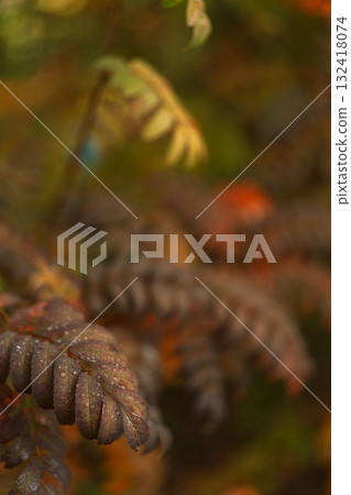 Wet autumn compound leaves close up with shallow depth 132418074