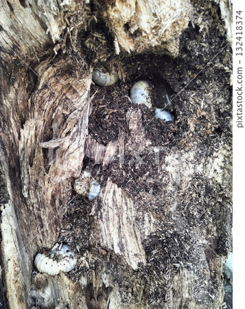Beetle larva wood decayed bark soil macro natural texture with earthy calm mood Beetle larva wood decayed bark soil macro natural texture with earthy calm mood 132418374