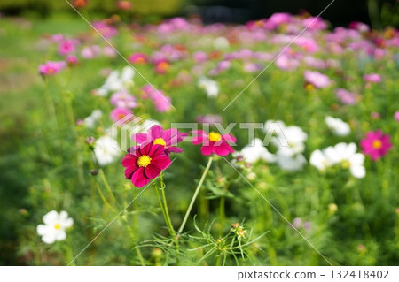 Cosmos flowers Cosmos flowers 132418402
