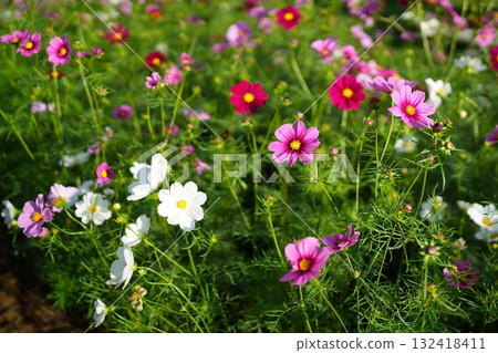 波斯菊花 132418411