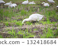 A swan digging its head into the soil in a rice field to search for food looks as if it is peering at the other side of the earth. A swan digging its head into the soil in a rice field to search for food looks as if it is peering at the other side of the earth. 132418684
