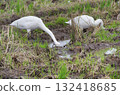 A swan digging its head into the water in a rice field to search for food looks as if it is peering at the other side of the earth. A swan digging its head into the water in a rice field to search for food looks as if it is peering at the other side of the earth. 132418685