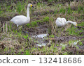 Swans eating food in rice fields Swans eating food in rice fields 132418686