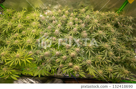 female blossom marijuana SoG Sea of Green net hemp cultivation technique Growing pot indoor bloom stage growth Medical 132418690