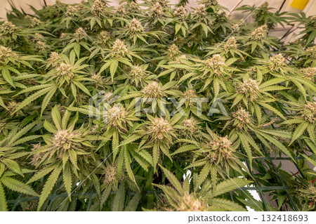 female blossom marijuana SoG Sea of Green net hemp cultivation technique Growing pot indoor bloom stage growth Medical 132418693