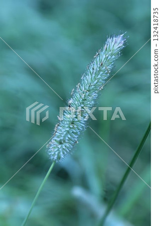 Timothy grass, blade of grass, plant close-up 132418735