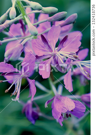 A close-up of a magnificent inflorescence of fireweed flowers A close-up of a magnificent inflorescence of fireweed flowers 132418736
