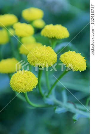 Large, bright inflorescences of common tansy, close-up Large, bright inflorescences of common tansy, close-up 132418737