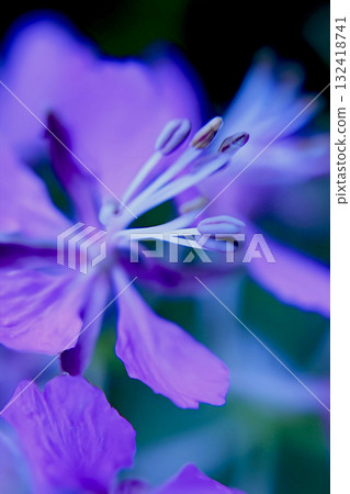 A magnificent, bright, and beautiful fireweed flower close-up A magnificent, bright, and beautiful fireweed flower close-up 132418741