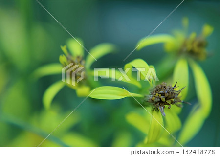 Bright yellow goldenrod flowers close-up, macro Bright yellow goldenrod flowers close-up, macro 132418778