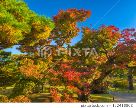 在秋高氣爽的天空下,色彩鮮豔的紅葉和翠綠的松樹(東京都中央區濱離宮恩賜庭園) 在秋高氣爽的天空下,色彩鮮豔的紅葉和翠綠的松樹(東京都中央區濱離宮恩賜庭園) 132418808