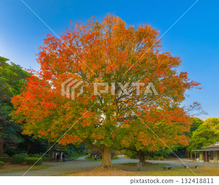 A large maple tree colorfully colored under a clear autumn sky (Hama-rikyu Gardens, Chuo Ward, Tokyo) A large maple tree colorfully colored under a clear autumn sky (Hama-rikyu Gardens, Chuo Ward, Tokyo) 132418811