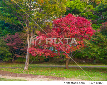 秋天，鮮紅的楓葉在日本花園中格外引人注目（東京都港區舊芝離宮恩賜庭園） 132418820