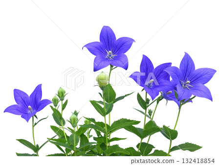 風鈴草，秋季七種草本植物之一（圖片由 Fix 提供） 132418854