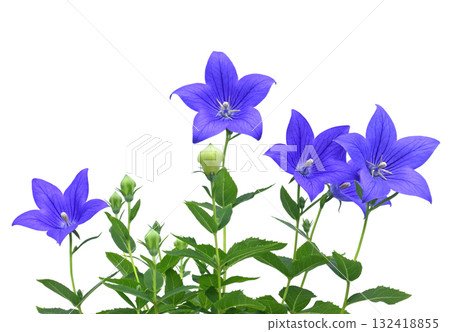 風鈴草，秋季七種草本植物之一（圖片由 Fix 提供） 132418855