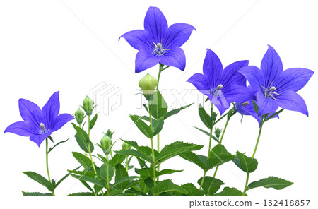 Kikyo flower, one of the seven autumn herbs (fix photo) 132418857