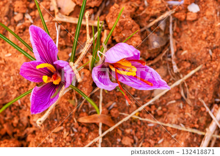 Vibrant purple saffron flowers emerge from dry earth, their beauty in autumn sunlight Vibrant purple saffron flowers emerge from dry earth, their beauty in autumn sunlight 132418871