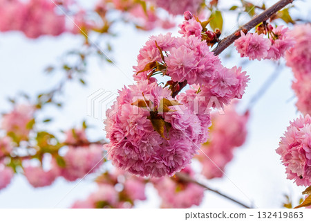 cherry blossom spring. sakura tree in pink flowers. beautiful nature background against blurred garden. romantic scene with blooming branch on a sunny day cherry blossom spring. sakura tree in pink flowers. beautiful nature background against blurred garden. romantic scene with blooming branch on a sunny day 132419863