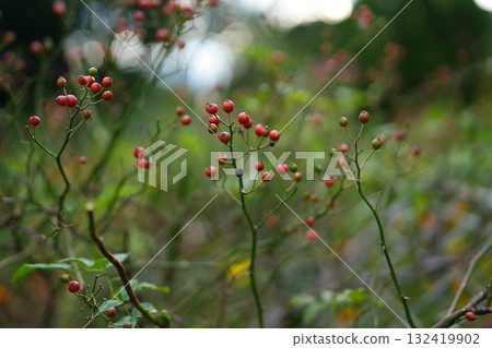 Neighborhood red fruit 132419902