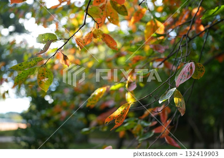 Autumn leaves Autumn leaves 132419903