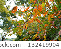 Autumn leaves 132419904