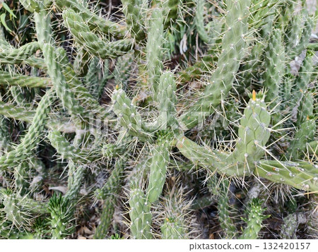 vivid cactus with sharp spines, closeup of resilient cactus showing sharp spines and geometric vivid cactus with sharp spines, closeup of resilient cactus showing sharp spines and geometric 132420157