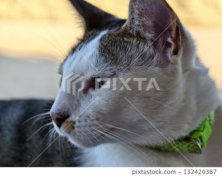 greencollar feline gaze, confident tabby cat with bright collar exploring outdoors confidently greencollar feline gaze, confident tabby cat with bright collar exploring outdoors confidently 132420367