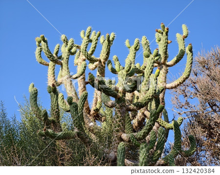 sunlit cactus amidst native plants, tall cactus with vibrant green in bright midday sunlight 132420384