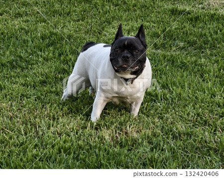 curious french bulldog on lawn, sunlit french bulldog displaying alertness on lush green grass curious french bulldog on lawn, sunlit french bulldog displaying alertness on lush green grass 132420406