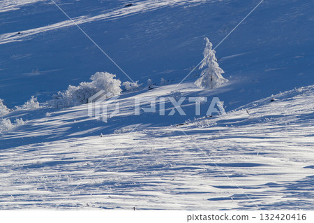 Trees with frost standing on a snowy field 132420416