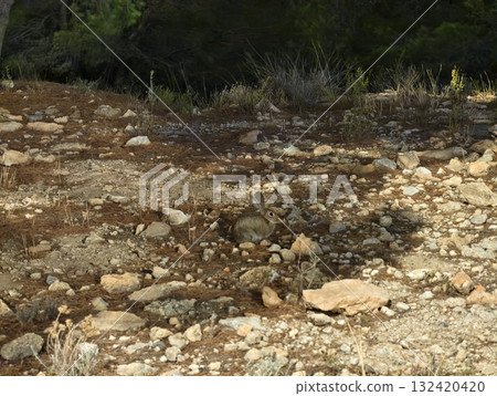 sunlit rocky terrain showcasing bright landscape with only sparse vegetation scattered across area sunlit rocky terrain showcasing bright landscape with only sparse vegetation scattered across area 132420420