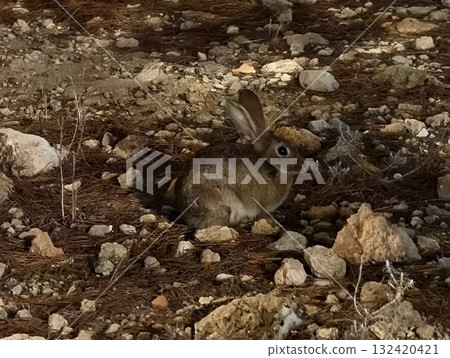 cautious wild rabbit among rocks at dusk, camouflaged rabbit crouching in rocky dry scrubland cautious wild rabbit among rocks at dusk, camouflaged rabbit crouching in rocky dry scrubland 132420421
