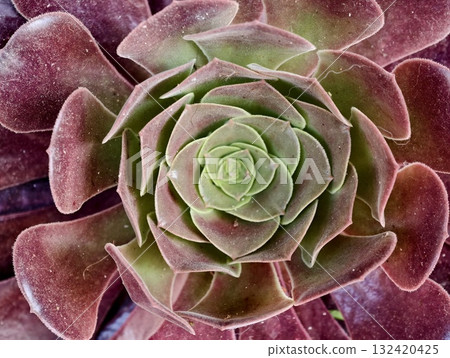 succulent plant details, detailed view of rosetteshaped succulent with pink accents and soft succulent plant details, detailed view of rosetteshaped succulent with pink accents and soft 132420425