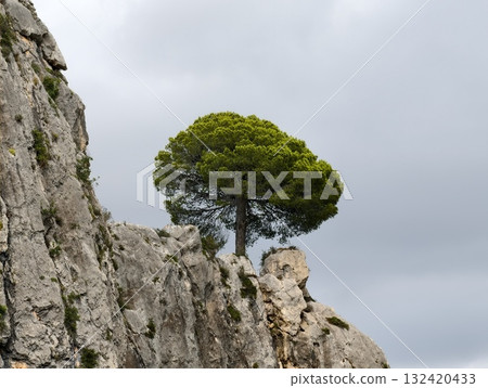 solitary cliff pine, lone pine on rugged outcrop, conspicuous pine atop jagged limestone cliff 132420433