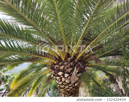 intricate patterns of palm leaves and trunk, highdetail study of palm foliage and trunk textures 132420434
