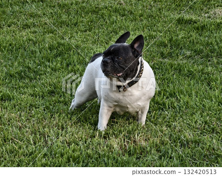 playful dog mood, sunny backyard scene with energetic french bulldog displaying relaxed summer vibe playful dog mood, sunny backyard scene with energetic french bulldog displaying relaxed summer vibe 132420513