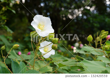 Fuyo花 Fuyo花 132420559