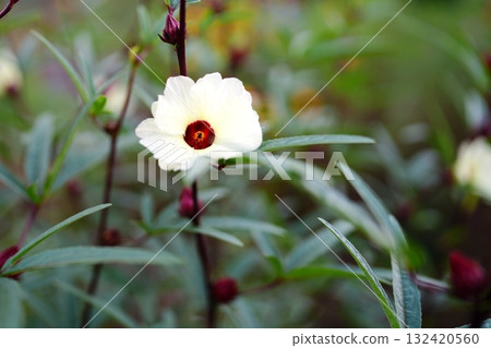 玫瑰茄花 玫瑰茄花 132420560