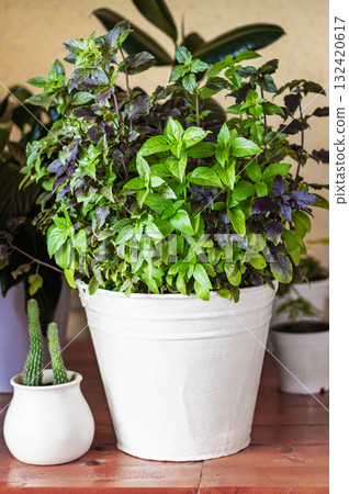 Basil grows in a large white pot as an ornamental plant, basil is widely used in cooking and as an ornamental plant 132420617